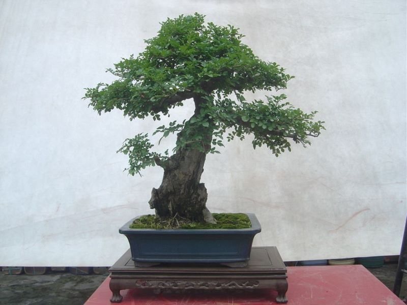 白蜡树喜水还是喜旱「白蜡树喜水还是喜旱水」