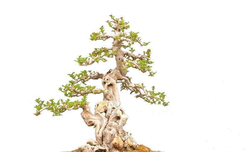 白蜡盆景好养活吗「白蜡树的风水寓意」