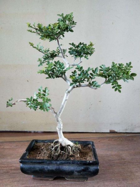 白蜡盆景好养活吗「白蜡树的风水寓意」