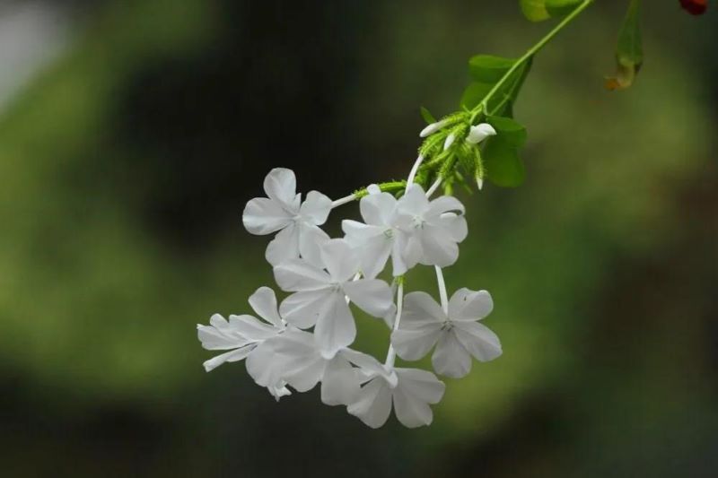 白雪花的养殖方法「白雪花的养殖方法和注意事项视频」