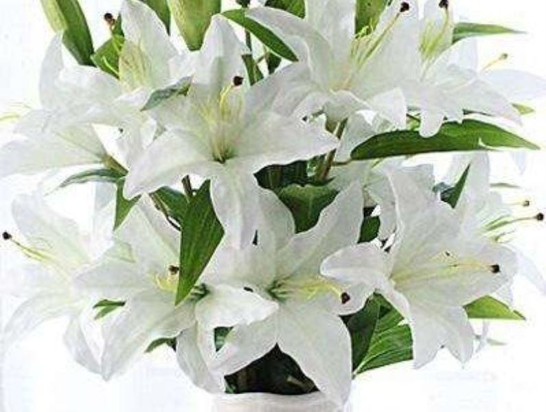 百合什么季节开花「香水百合什么季节开花」