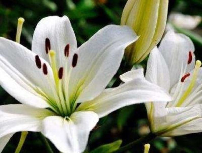 百合什么季节开花「香水百合什么季节开花」