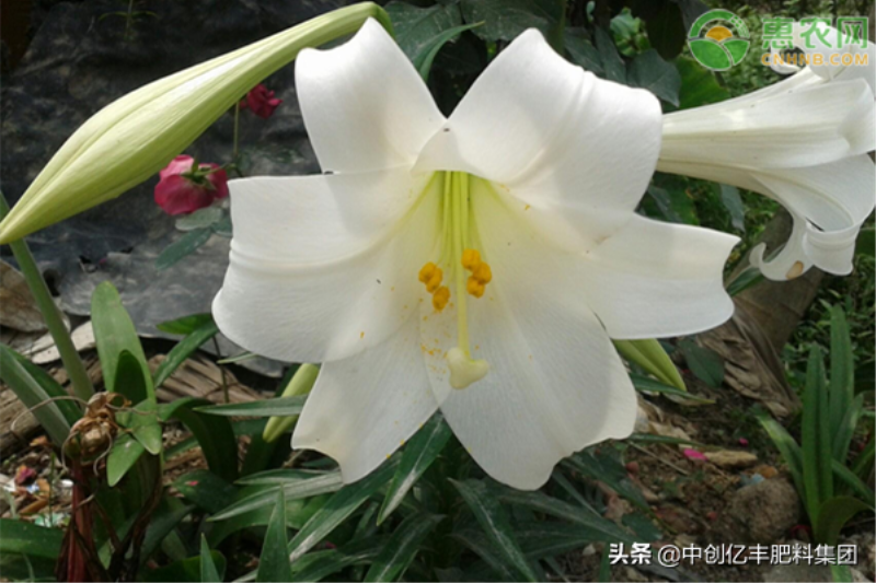 百合种球种怎么植方法「百合种球种怎么植方法视频」