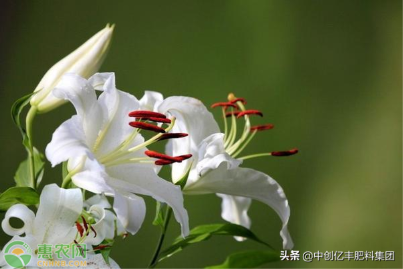 百合种球种怎么植方法「百合种球种怎么植方法视频」