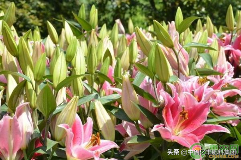 百合种球种怎么植方法「百合种球种怎么植方法视频」