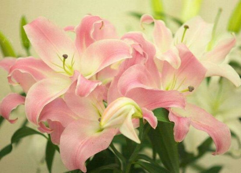 百合花什么时候开放「百合花什么时候开放在几点」
