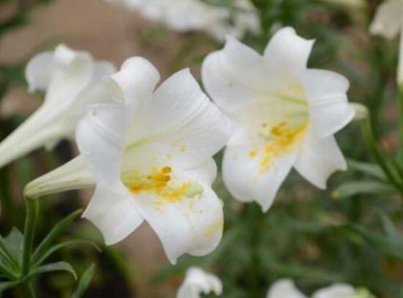 百合花什么时候开放「百合花什么时候开放在几点」