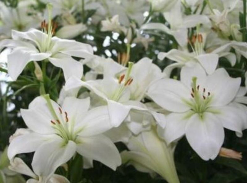 百合花什么时候开放「百合花什么时候开放在几点」