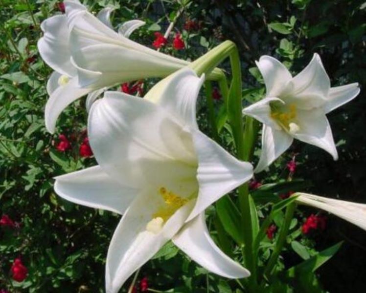 百合花什么时候开放「百合花什么时候开放在几点」