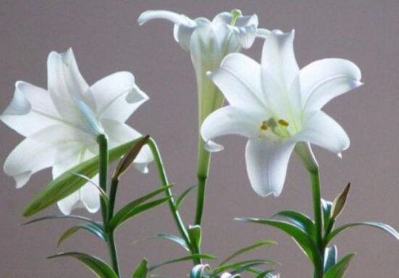 百合花什么时候开放「百合花什么时候开放在几点」