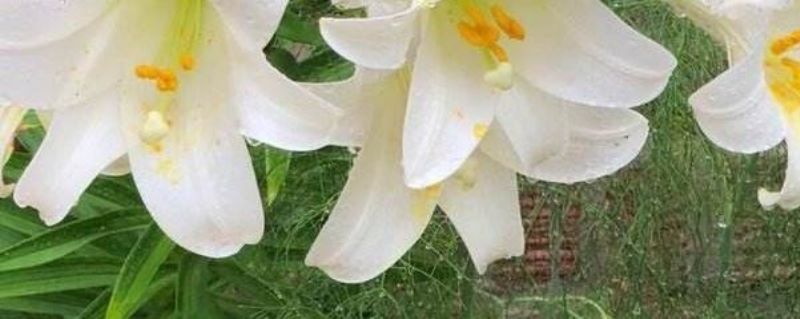 百合花在几点开花「百合花在几点开花一天之内」