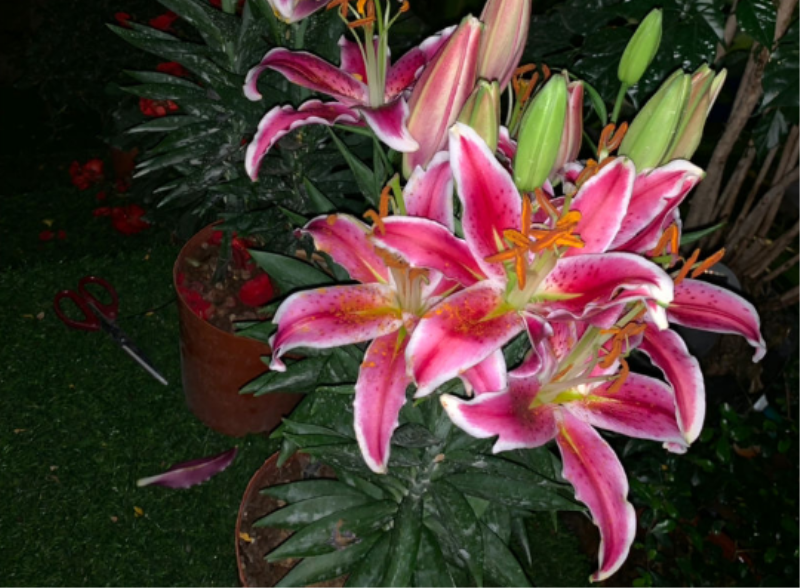 百合花如何种植「进口百合花如何种植」_1