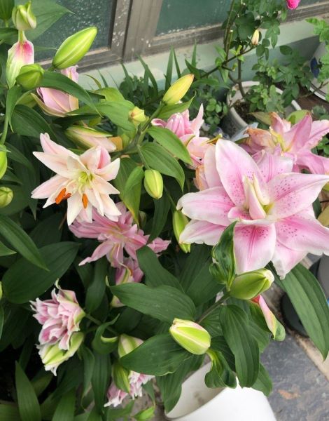 百合花如何种植「进口百合花如何种植」_2