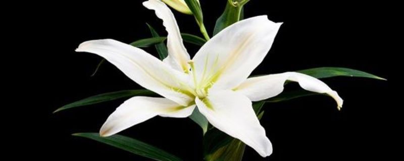 百合花开完花后怎么修剪「百合花开完花后怎么修剪视频」