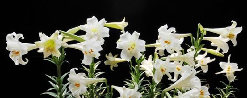 百合花开完花后植株如何处理「百合花开完花后植株如何处理视频」