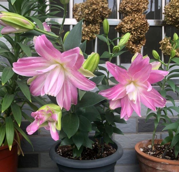 百合花怎么种植「百合花怎么种植和养护视频」_3