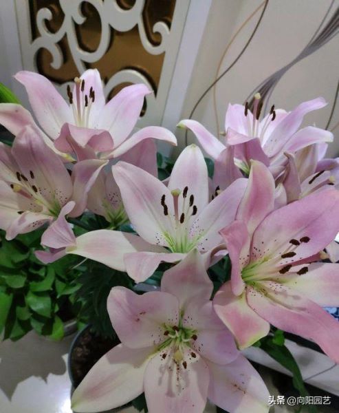 百合花特点的详细资料「百合花特点的详细资料介绍」