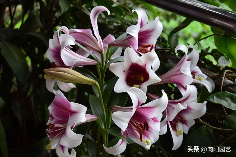 百合花特点的详细资料「百合花特点的详细资料介绍」