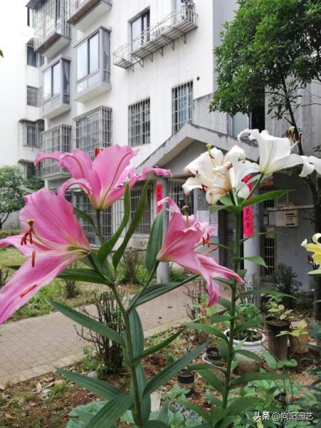 百合花特点的详细资料「百合花特点的详细资料介绍」