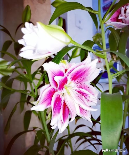 百合花特点的详细资料「百合花特点的详细资料介绍」