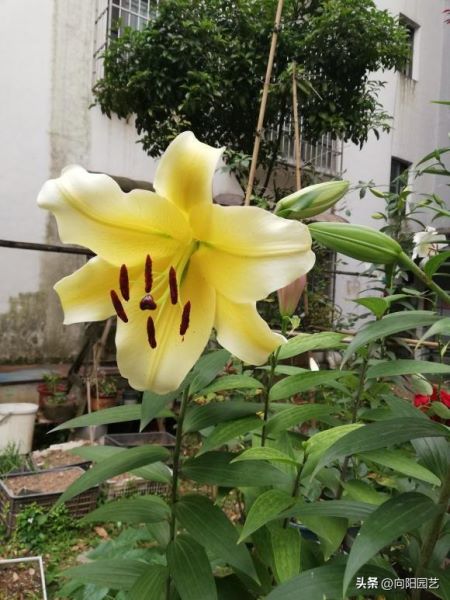 百合花特点的详细资料「百合花特点的详细资料介绍」