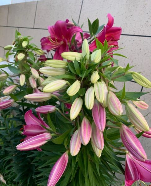 百合花盆栽好养吗「百合花盆栽好养吗视频」