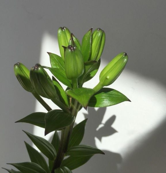 百合花盆栽好养吗「百合花盆栽好养吗视频」