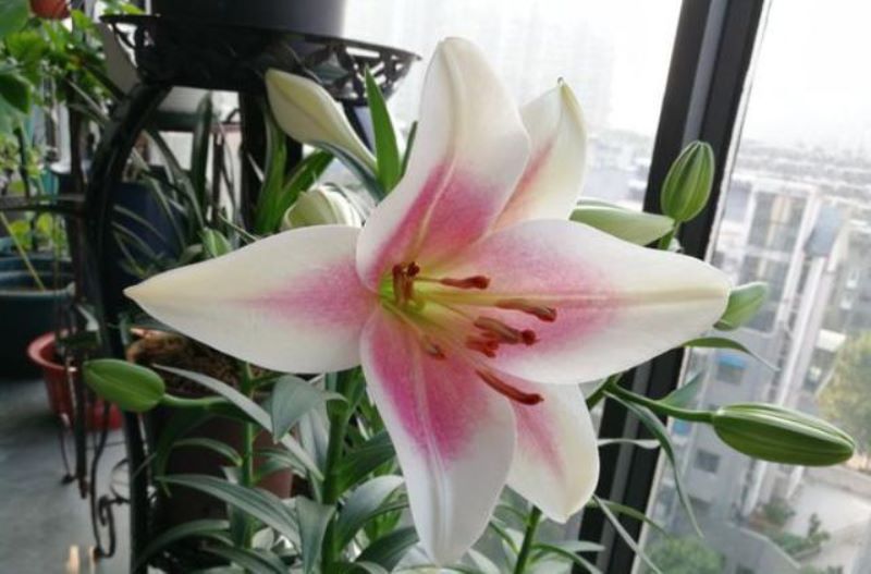 百合花种球种植后几天发芽「百合花种球种植后几天发芽出土」