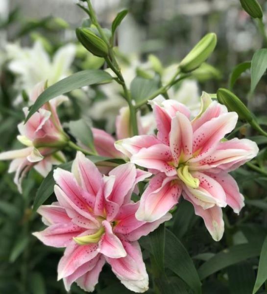 百合花种球种植后几天发芽「百合花种球种植后几天发芽出土」