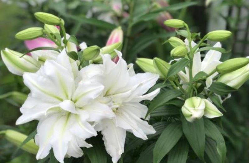 百合花种球种植后几天发芽「百合花种球种植后几天发芽出土」