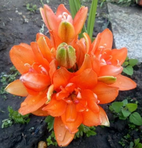百合花种球种植后几天发芽「百合花种球种植后几天发芽出土」
