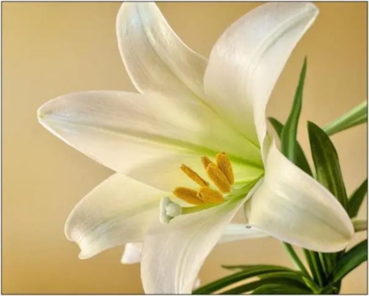百合花语「百合花语是什么意思」