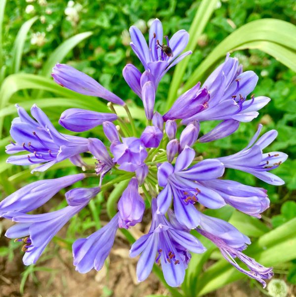 百子莲的花期多长时间「百子莲的花期多长时间啊」