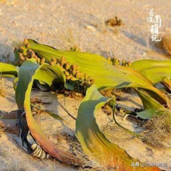 百岁兰怎么养「百岁兰怎么养护和浇水」