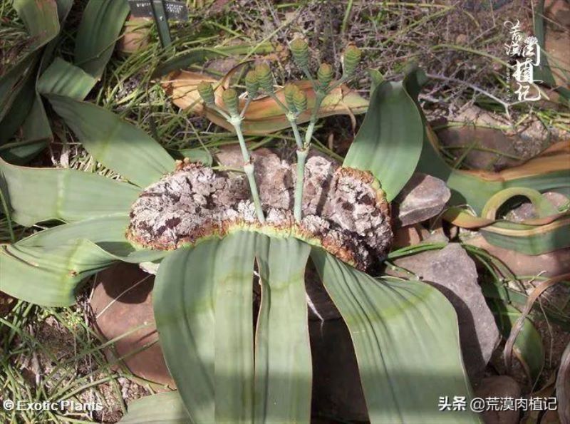 百岁兰怎么养「百岁兰怎么养护和浇水」