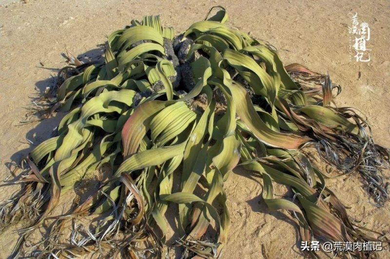 百岁兰怎么养「百岁兰怎么养护和浇水」