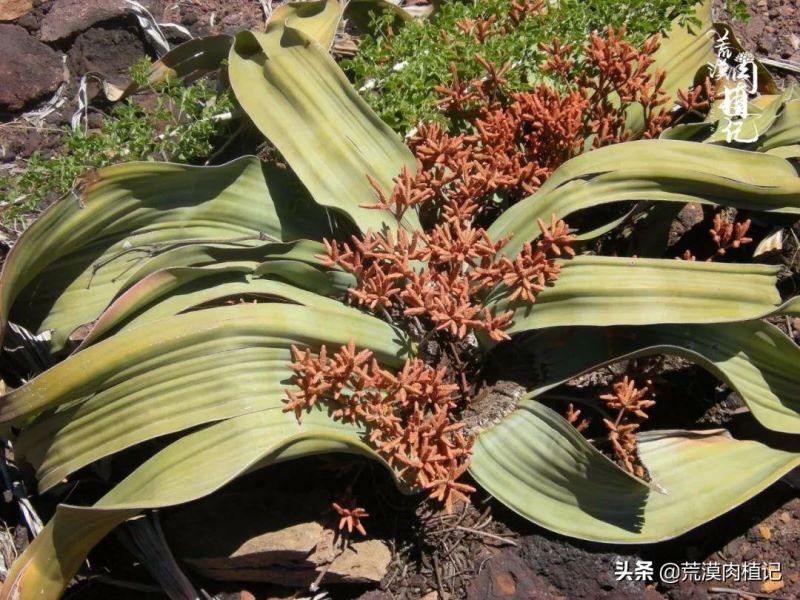 百岁兰怎么养「百岁兰怎么养护和浇水」
