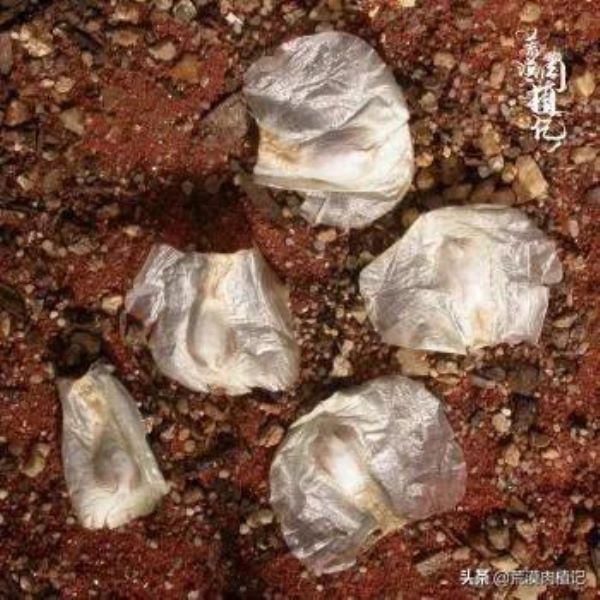 百岁兰怎么养「百岁兰怎么养护和浇水」