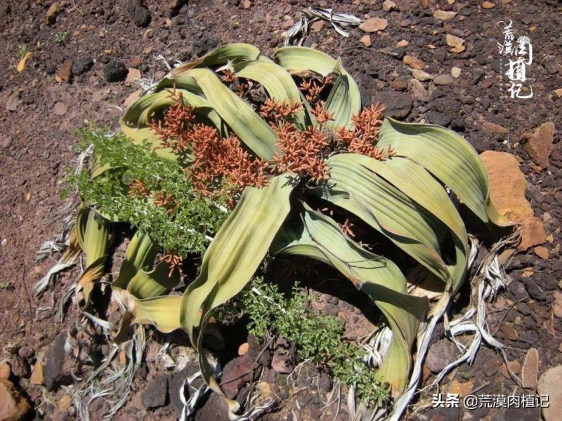 百岁兰怎么养「百岁兰怎么养护和浇水」