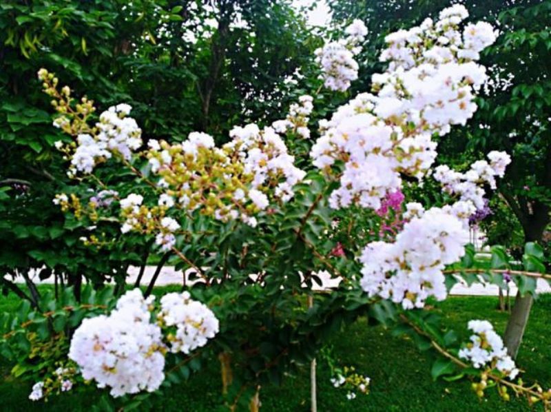 百日红几月份发芽开花「百日红什么时候发芽开花」