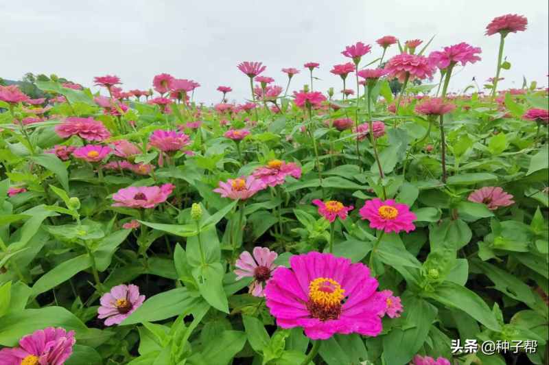 百日草怎么种植方法「百日草种植方法全过程」