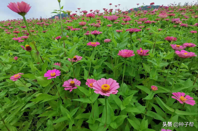 百日草种子什么时候播种「百日草种子什么时候播种最好」_1