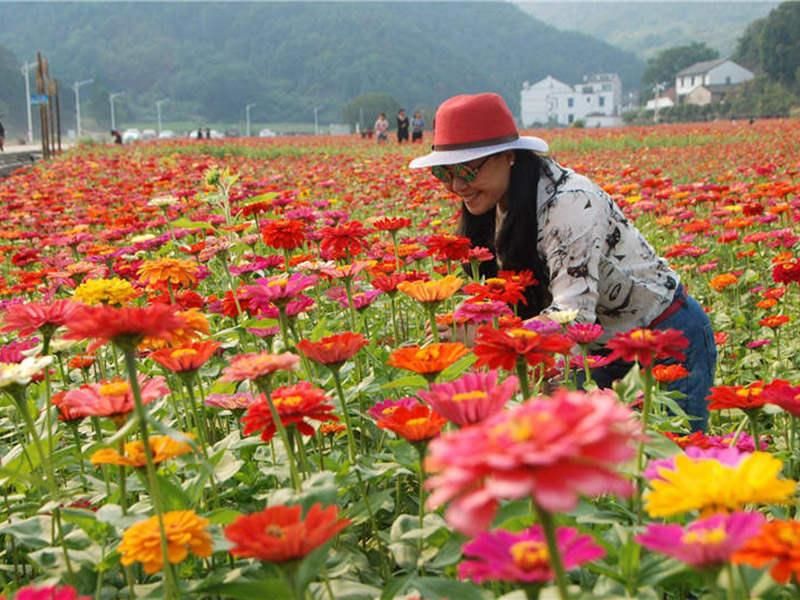 百日草花种子怎么播种「百日草花种子怎么播种视频」