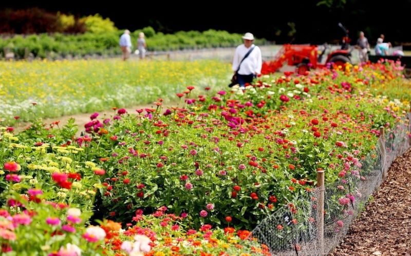 百日菊什么时候开花的「百日菊什么时候开花的季节」