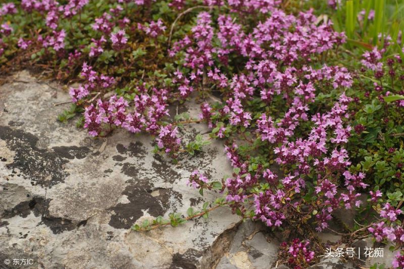 百里香植物好养吗「百里香植物好养吗怎么养」