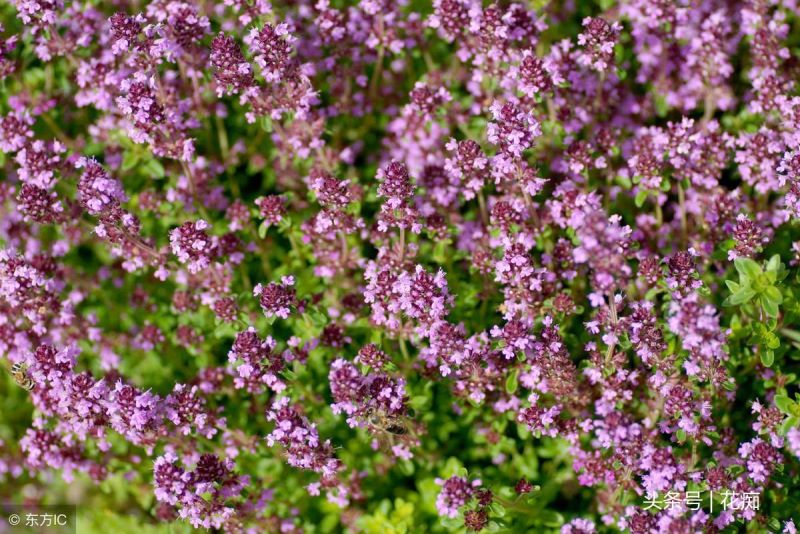 百里香植物好养吗「百里香植物好养吗怎么养」