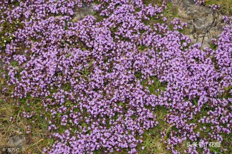 百里香植物好养吗「百里香植物好养吗怎么养」