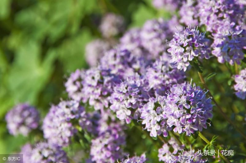 百里香植物好养吗「百里香植物好养吗怎么养」