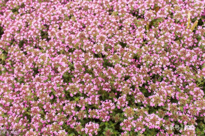 百里香植物好养吗「百里香植物好养吗怎么养」