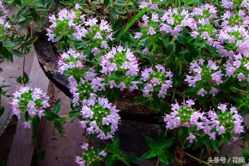 百里香植物好养吗「百里香植物好养吗怎么养」